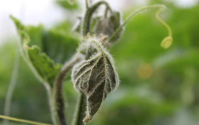 用病毒檢測(cè)儀為植物查明“病因”（植物病害檢測(cè)儀可以檢測(cè)哪些？）